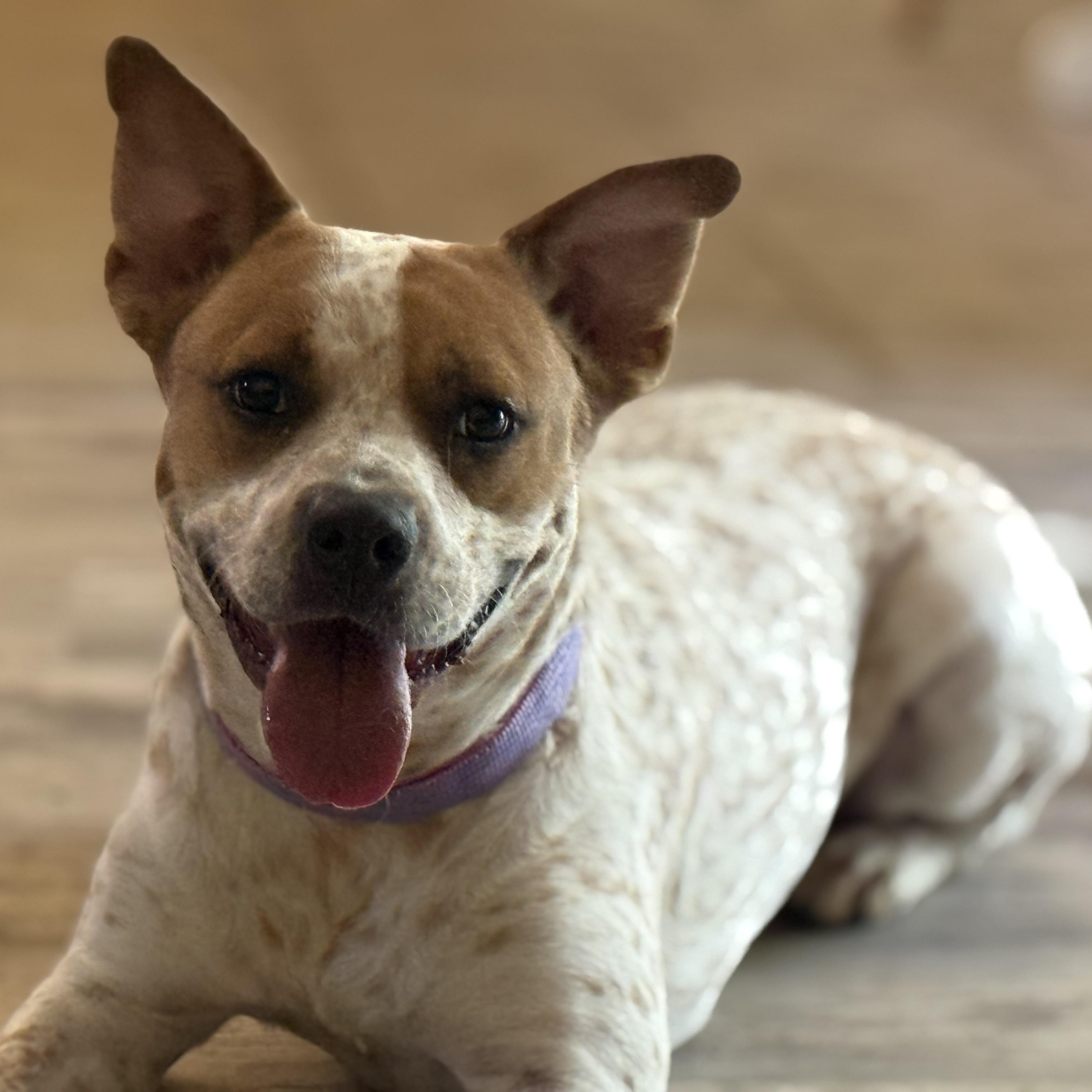 Pinto, Adopted, Young Male Cattle Dog.