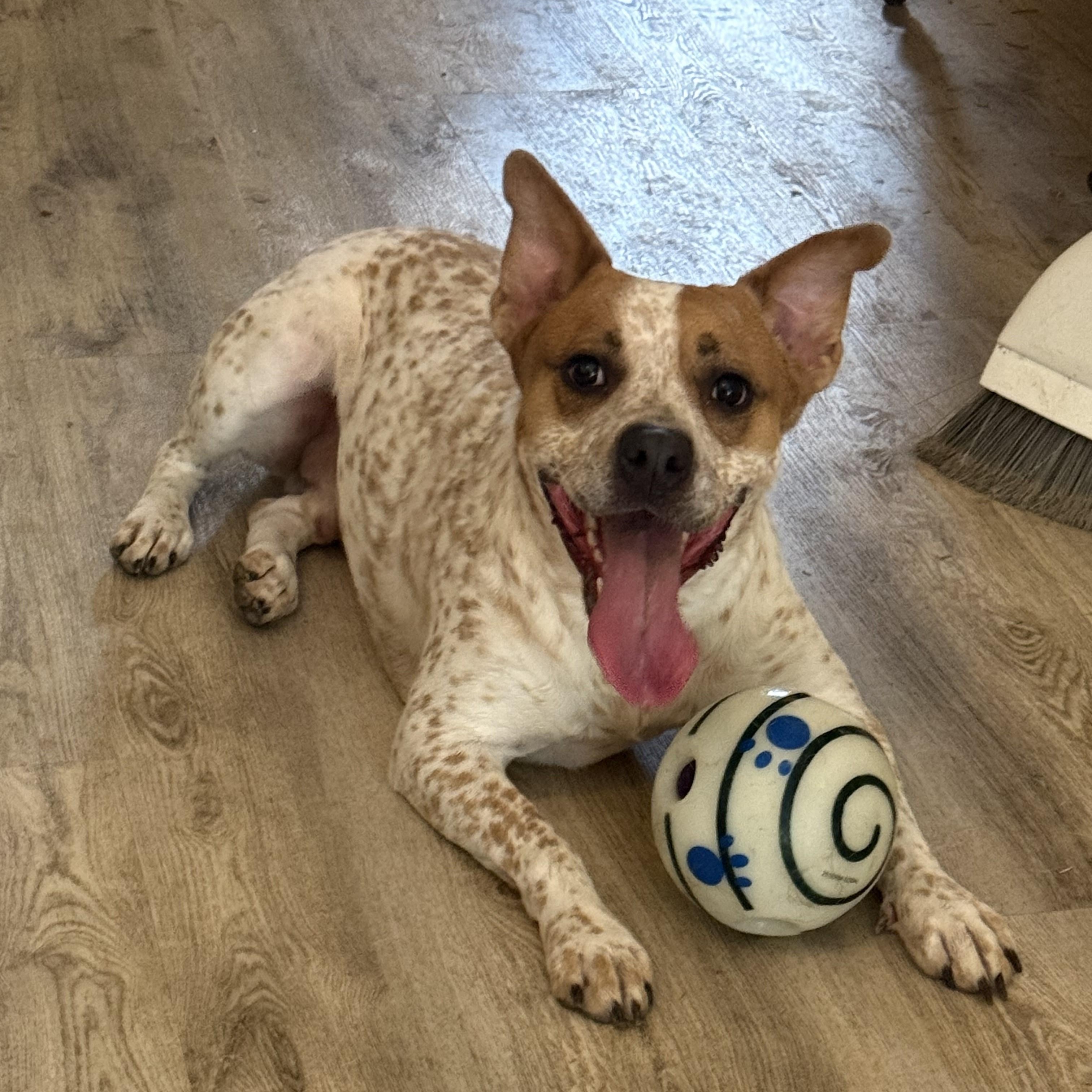 Enlarge Pinto, a Adopted Cattle Dog in Pflugerville, TX image 6/6