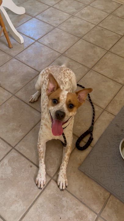 Enlarge Pinto, a Adopted Cattle Dog in Pflugerville, TX video 4/6