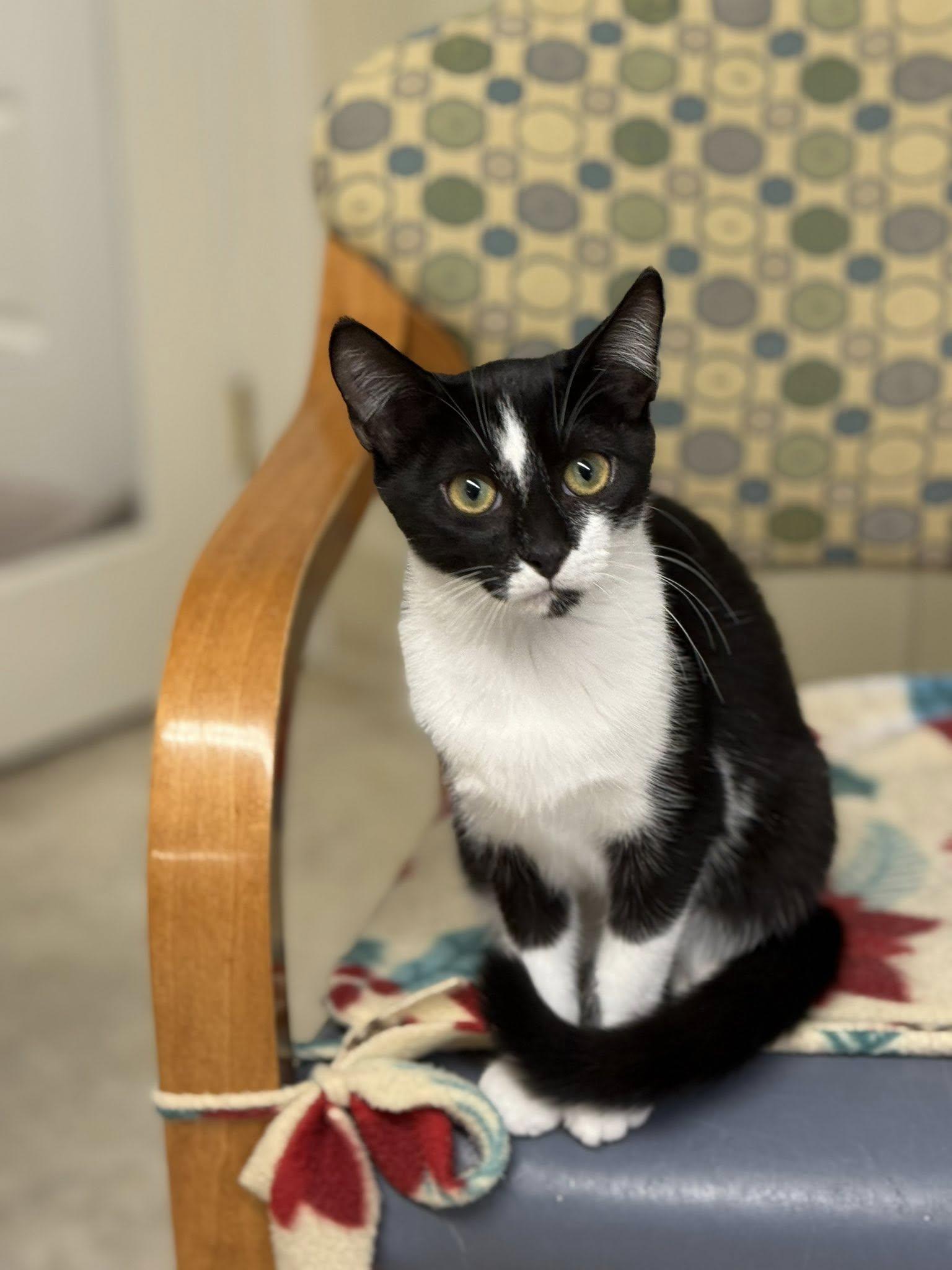 Camilla    8 months, Adoptable, Young Female Domestic Short Hair.
