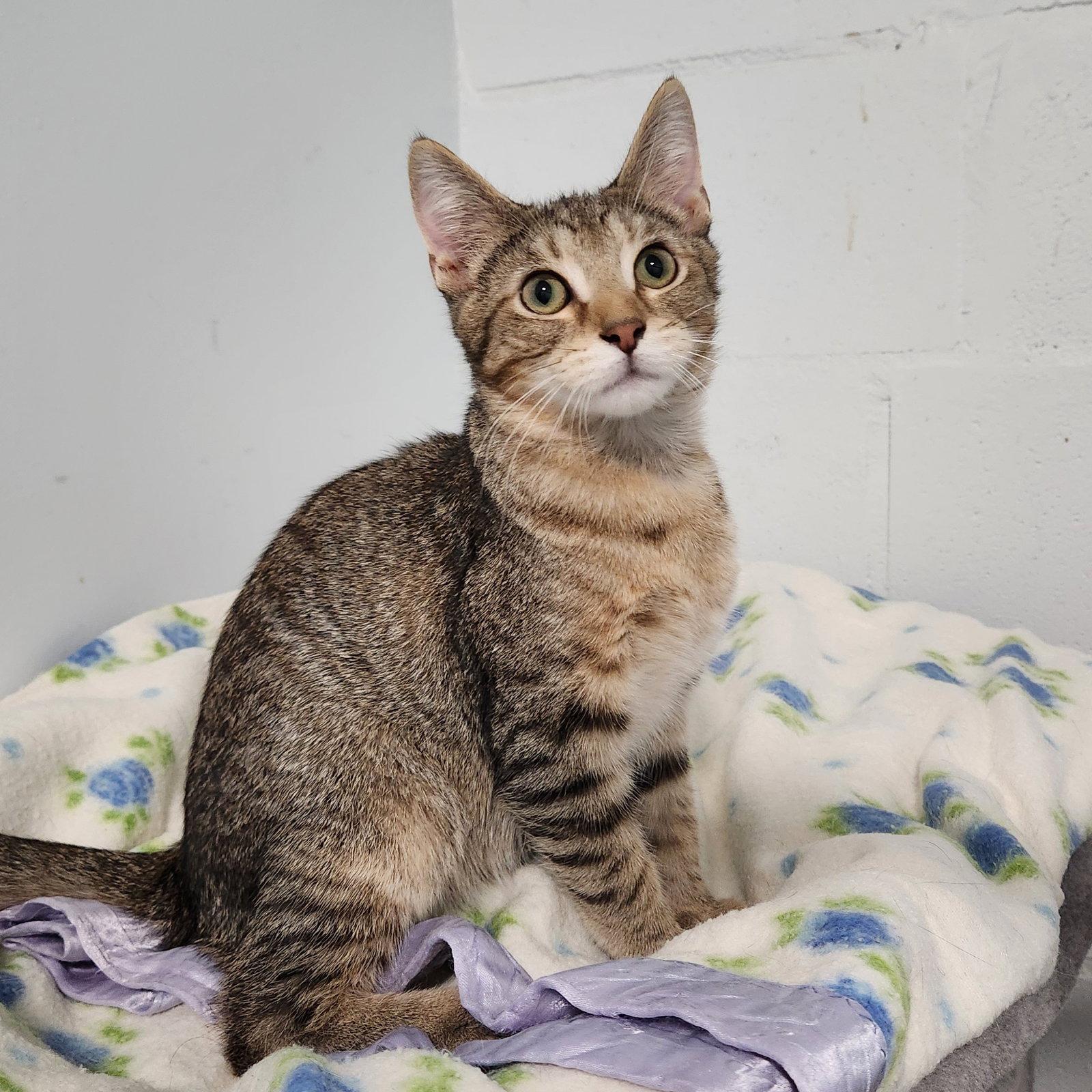 Bert, Adoptable, Young Male Domestic Short Hair & Tabby.