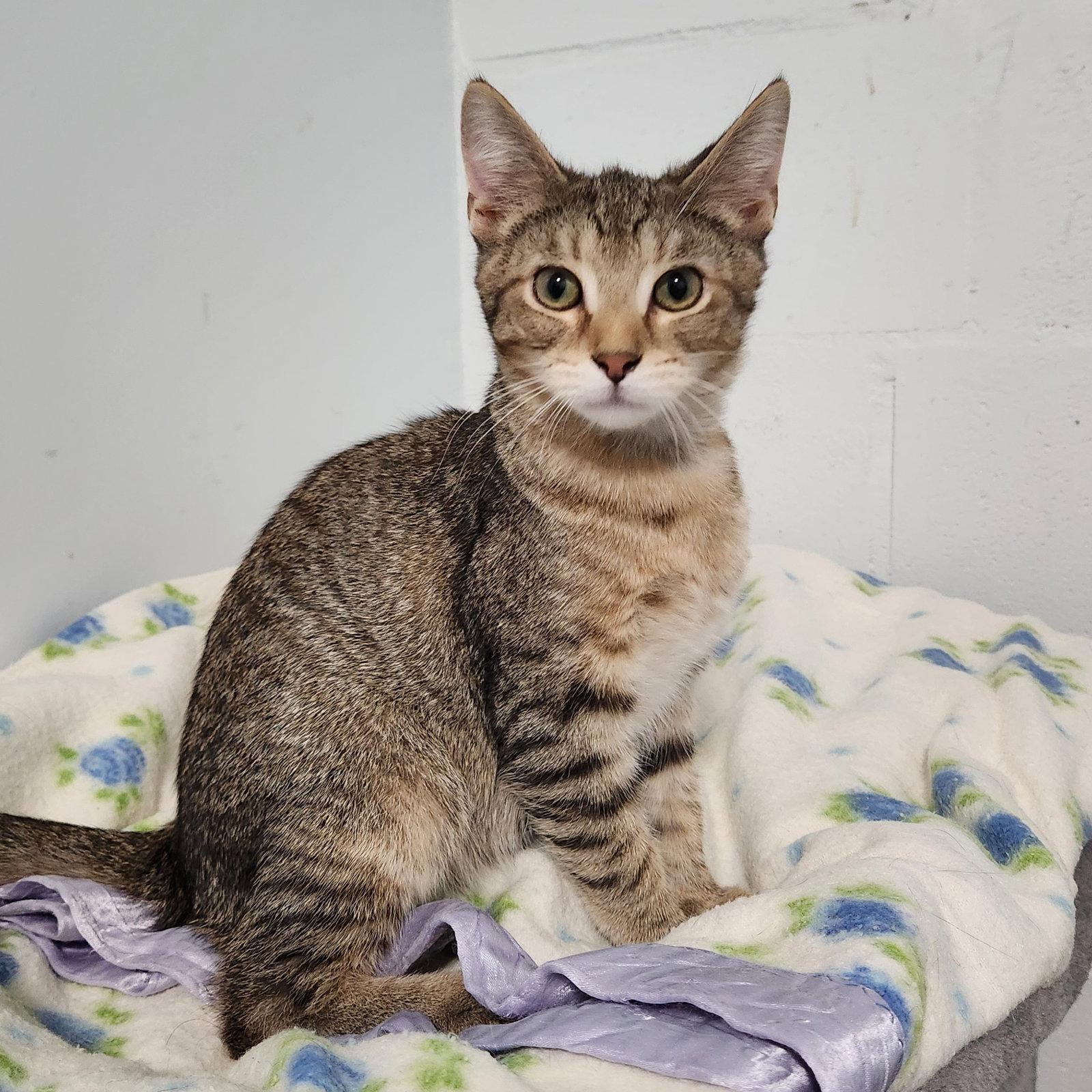 Enlarge Bert, a Adoptable mixed breed in Greenfield, IN image 2/2