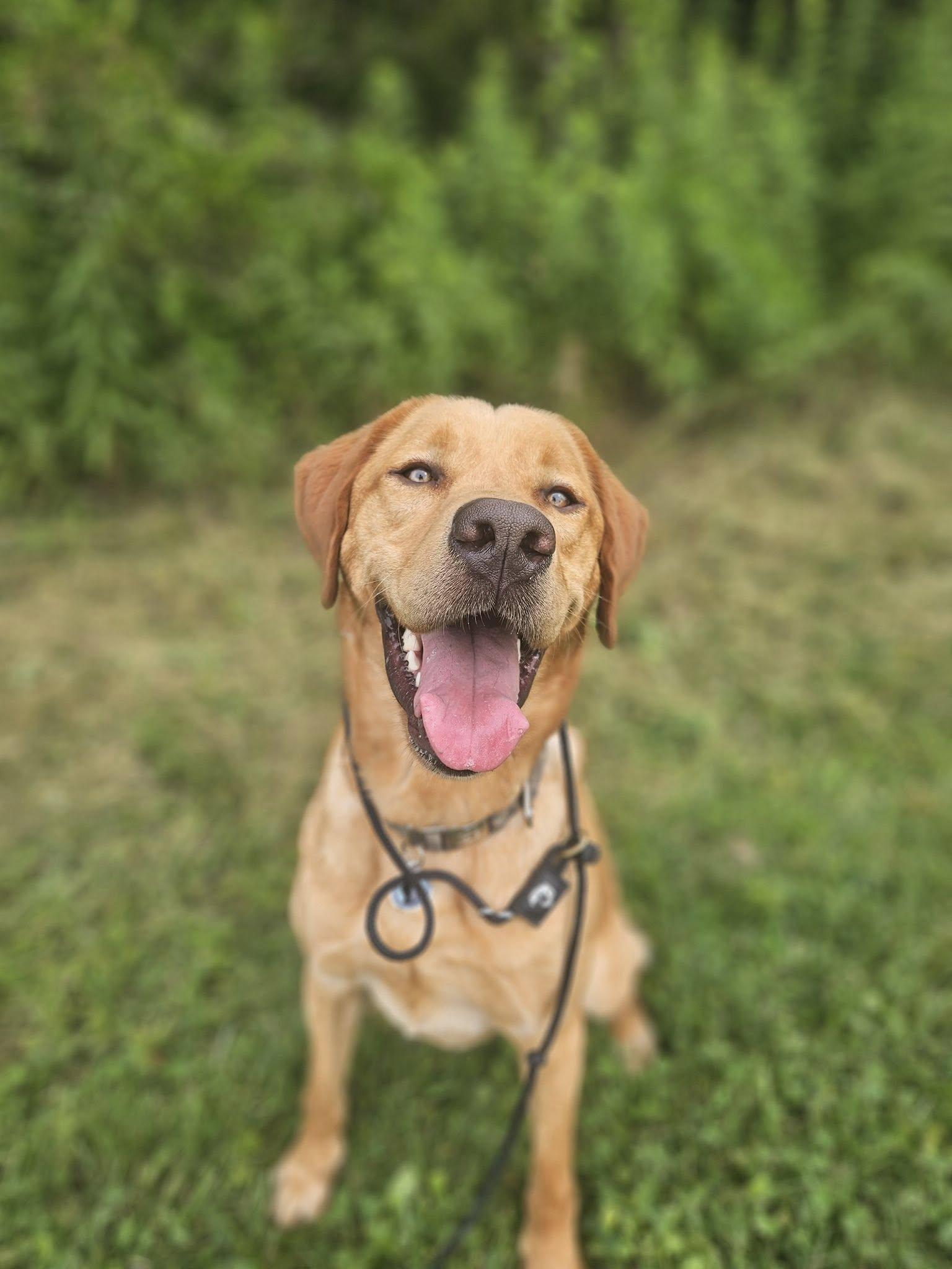 Enlarge Kodak, a Adopted Labrador Retriever in Warrington, PA image 2/5