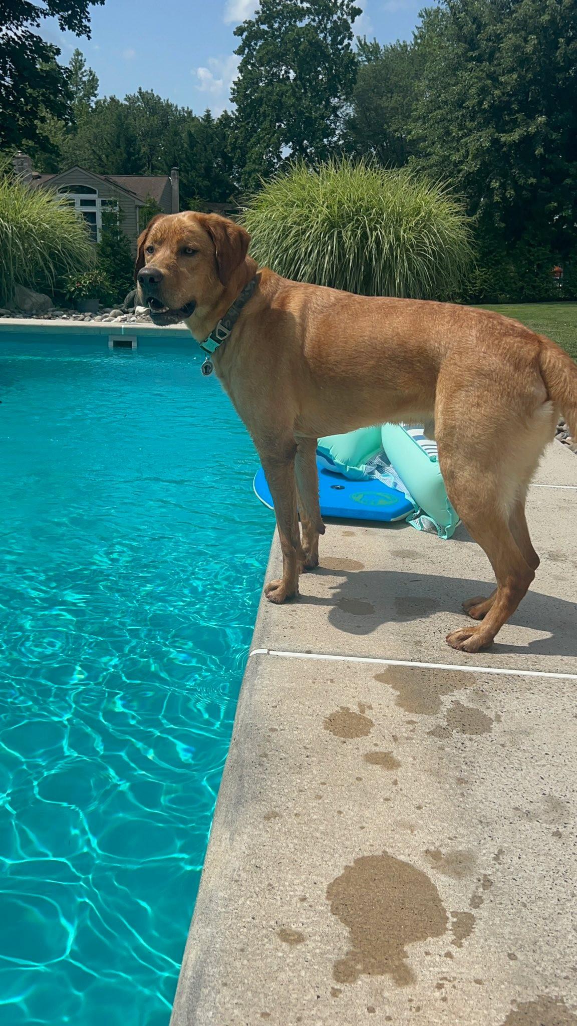 Enlarge Kodak, a Adopted Labrador Retriever in Warrington, PA image 4/5