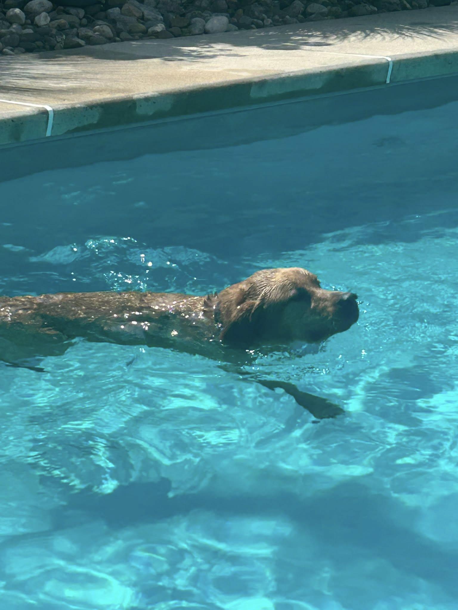 Enlarge Kodak, a Adopted Labrador Retriever in Warrington, PA image 5/5