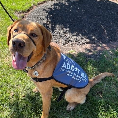 Kodak, Adopted, Young Male Labrador Retriever.