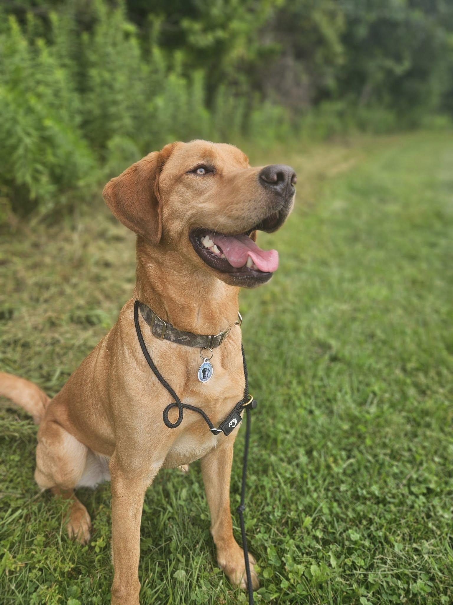 Enlarge Kodak, a Adopted Labrador Retriever in Warrington, PA image 3/5