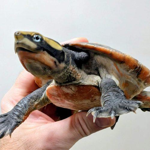 Enlarge Clyde, a ADOPTABLE Turtle in Pefferlaw, ON image 1/1