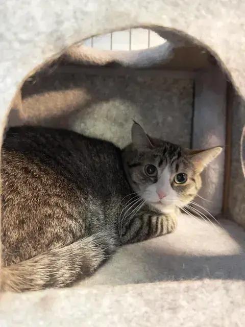 Kimball, Adoptable, Adult Female Domestic Short Hair.