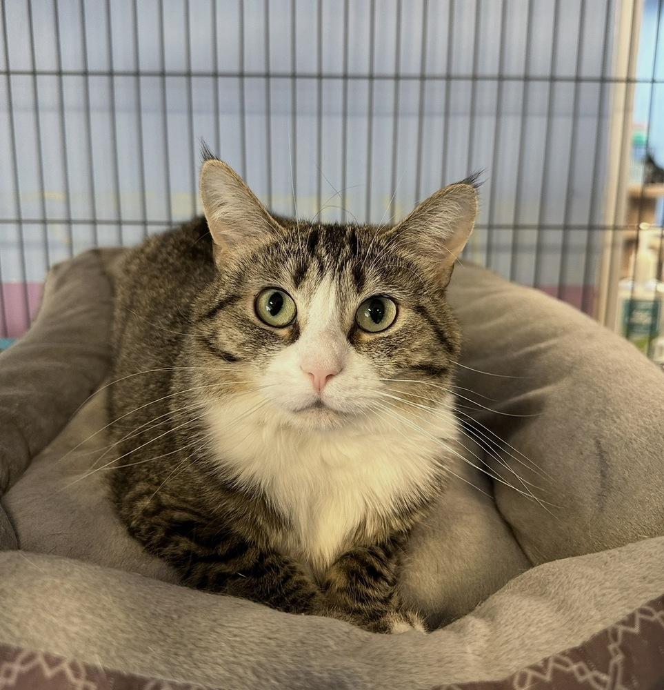 Enlarge Kimball, a Adoptable mixed breed in Woodbridge, VA image 3/4