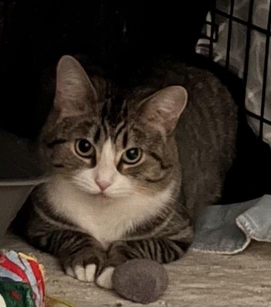 Enlarge Kimball, a Adoptable mixed breed in Woodbridge, VA image 1/3