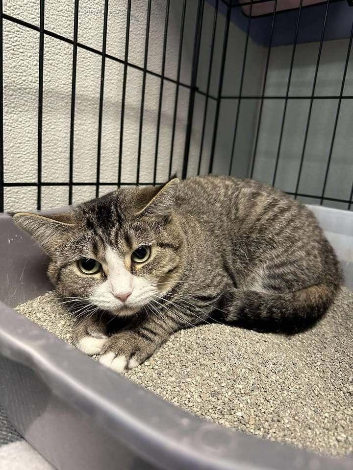 Enlarge Kimball, a Adoptable mixed breed in Woodbridge, VA image 2/3