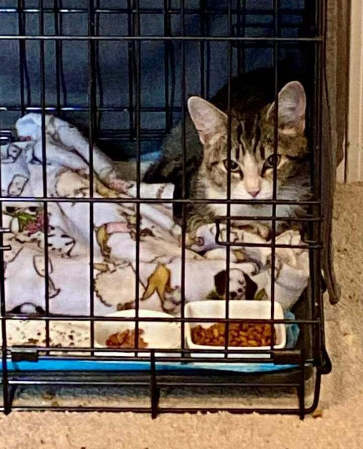 Enlarge Kimball, a Adoptable mixed breed in Woodbridge, VA image 3/3