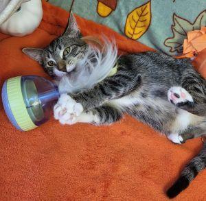 Enlarge Cheyenne, a Adopted Domestic Short Hair in Bucyrus, OH image 2/3