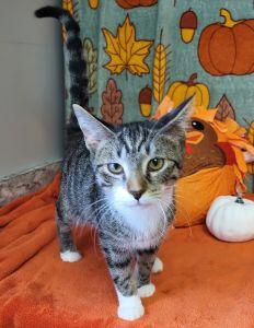 Enlarge Cheyenne, a Adopted Domestic Short Hair in Bucyrus, OH image 3/3