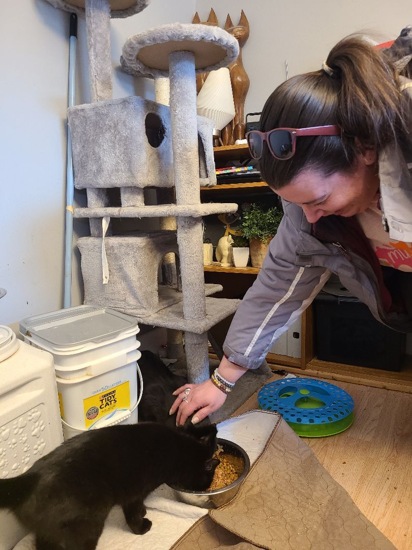 Enlarge Milkdud, a Adoptable Domestic Short Hair in Barron, WI image 4/5