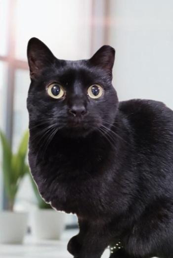 Milkdud, Adoptable, Adult Female Domestic Short Hair.