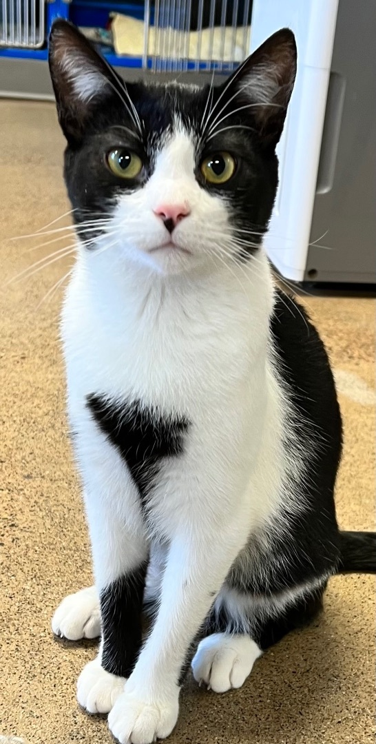 Mr. Gidget thumbnail 2