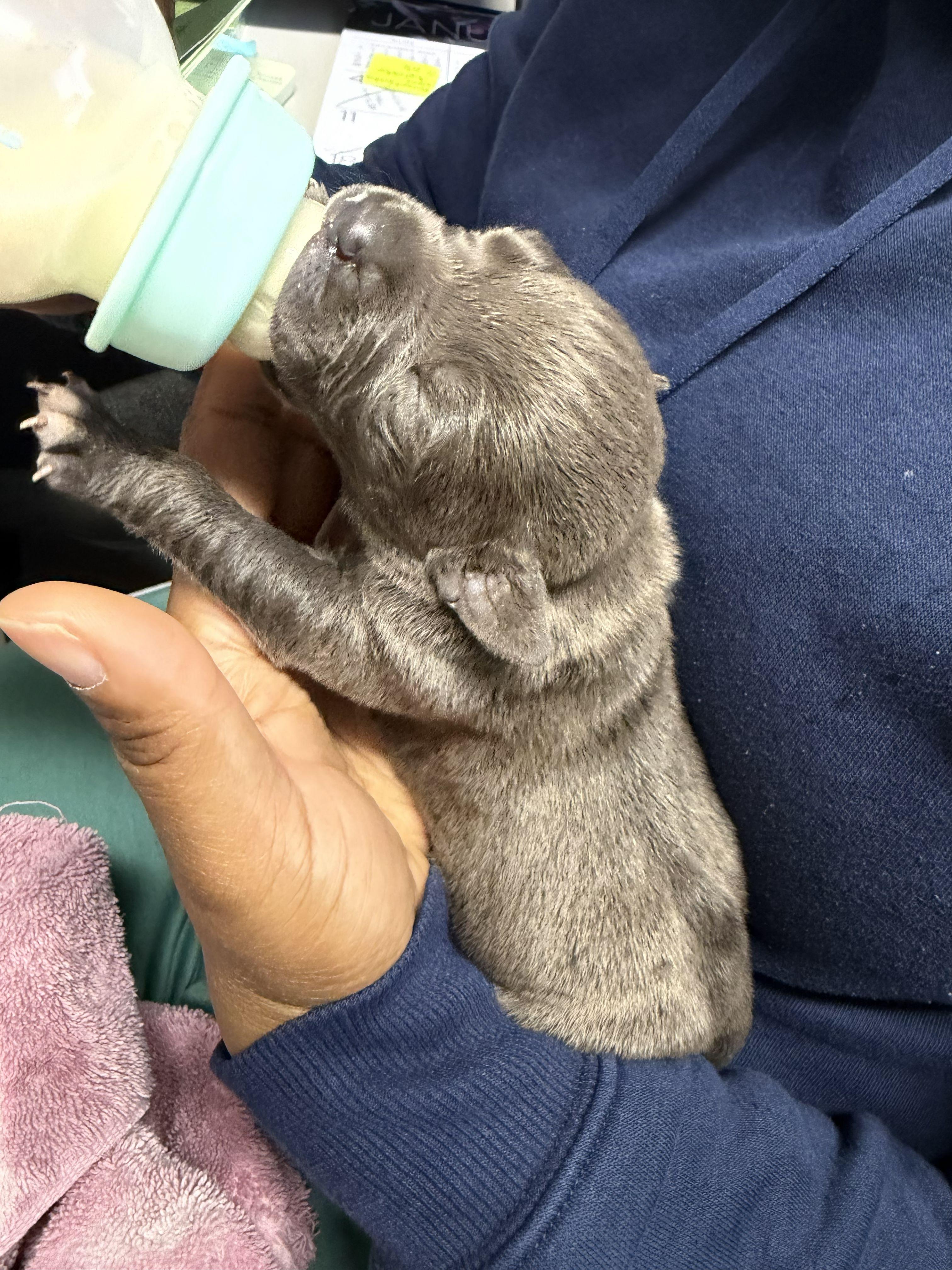 Enlarge Too Young to Be Alone – Newborn Puppies, an adopted mixed breed in Gadsden, AL image 1/6