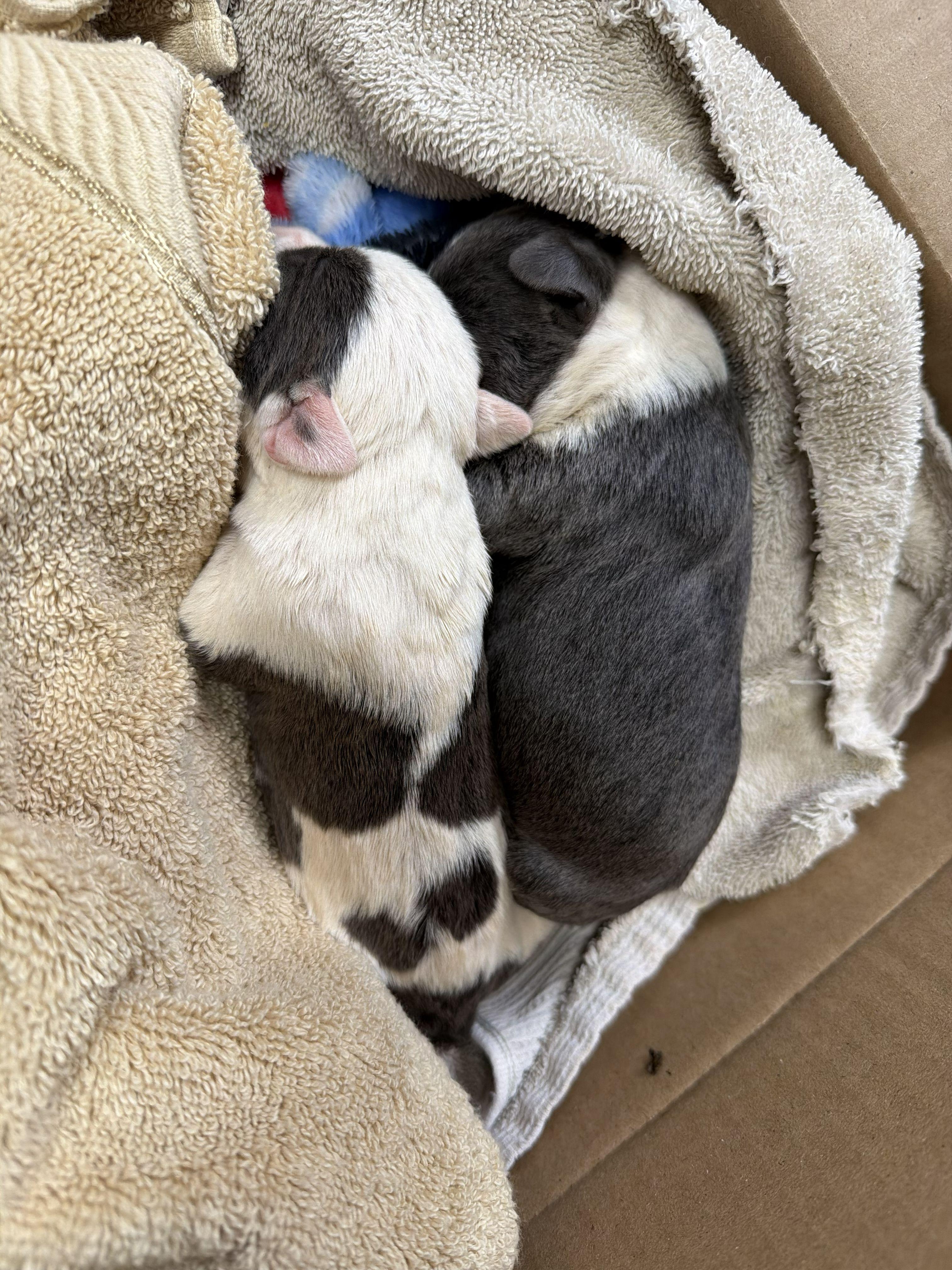 Enlarge Too Young to Be Alone – Newborn Puppies, an adopted mixed breed in Gadsden, AL image 6/6