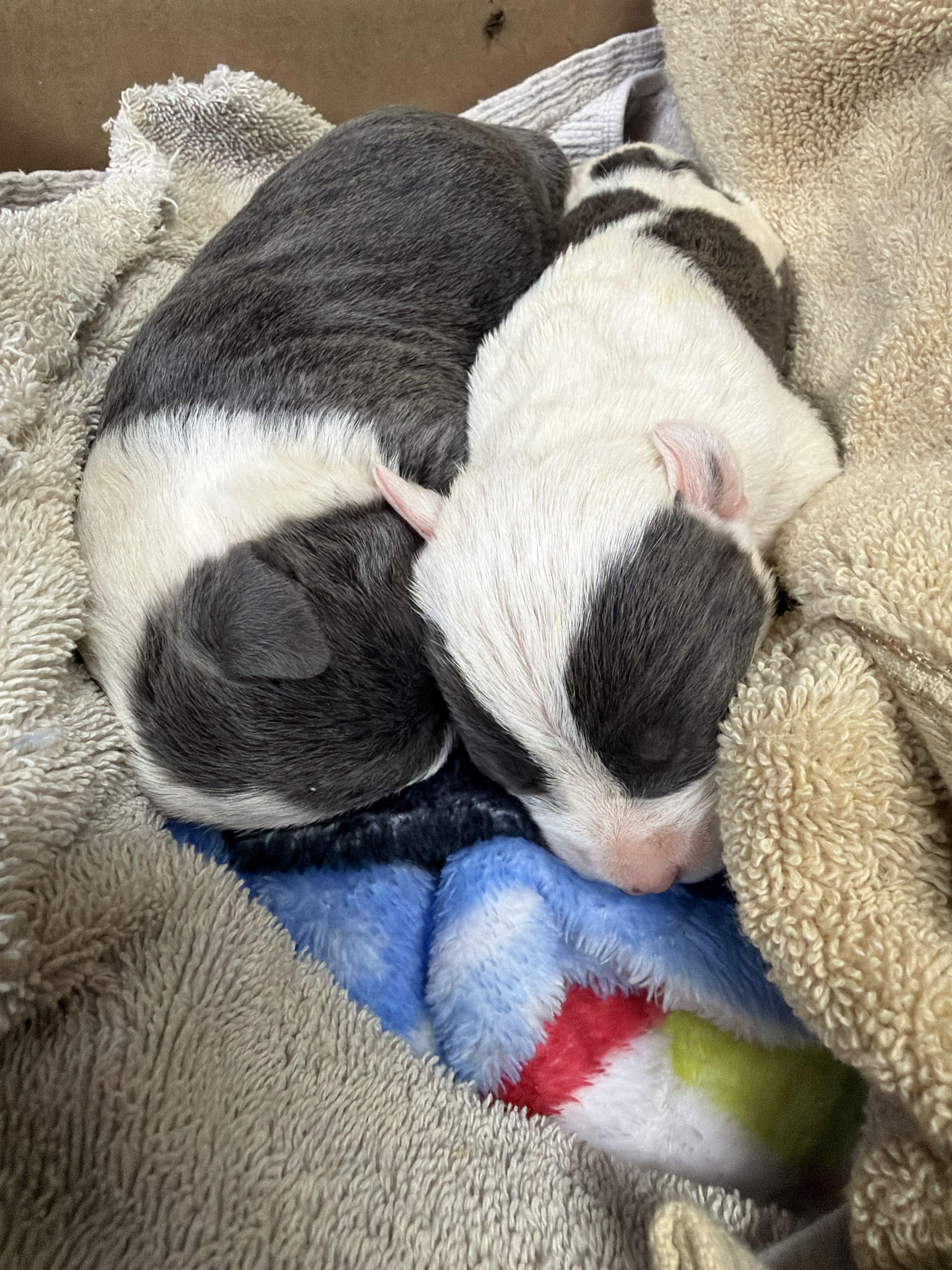 Enlarge Too Young to Be Alone – Newborn Puppies, an adopted mixed breed in Gadsden, AL image 5/6