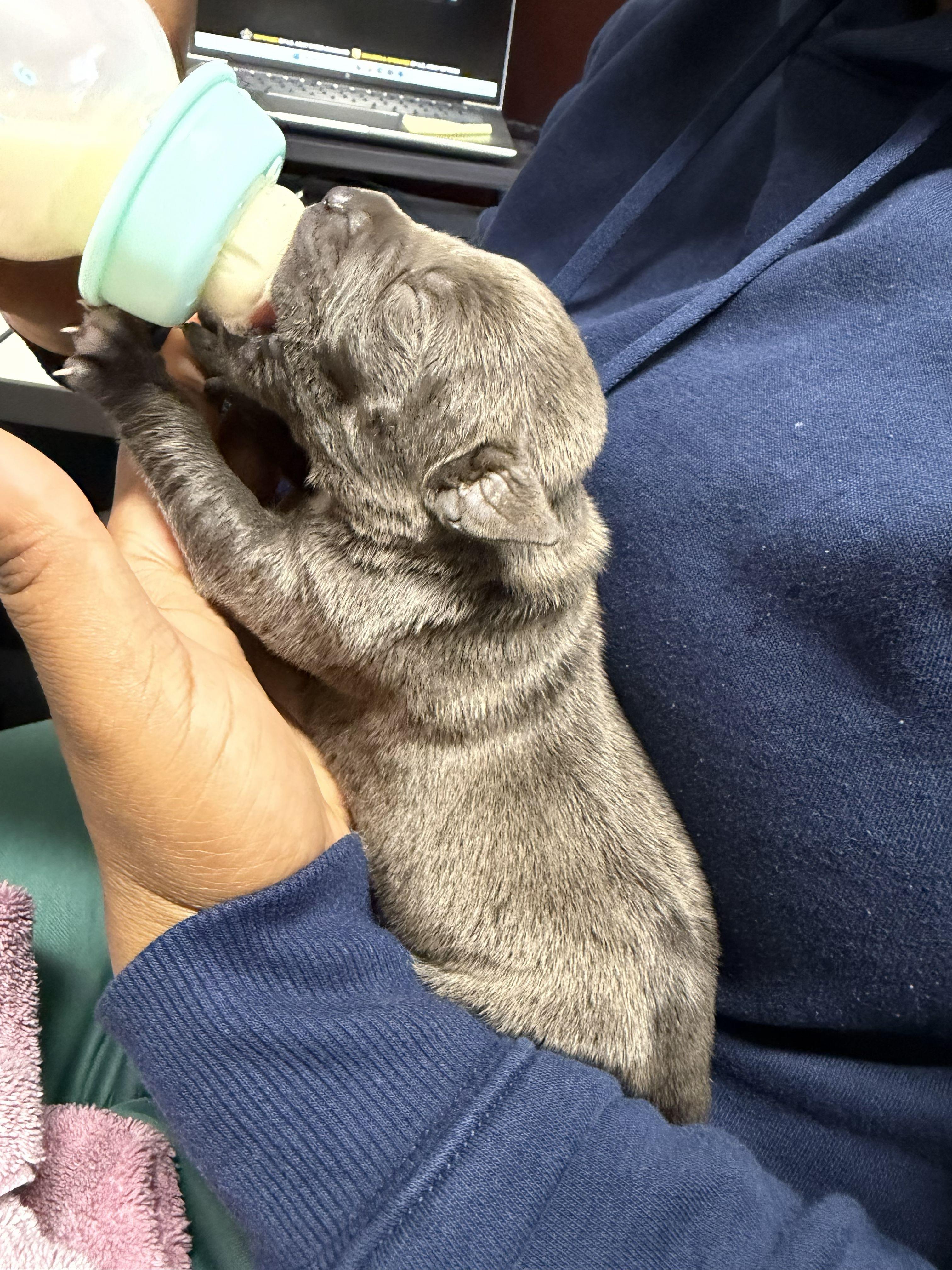 Enlarge Too Young to Be Alone – Newborn Puppies, an adopted mixed breed in Gadsden, AL image 2/6