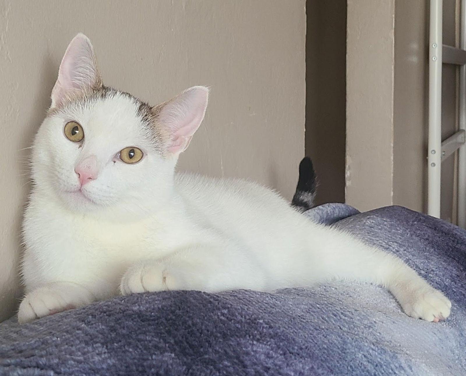 Tweety, Adoptable, Young Male Domestic Short Hair.