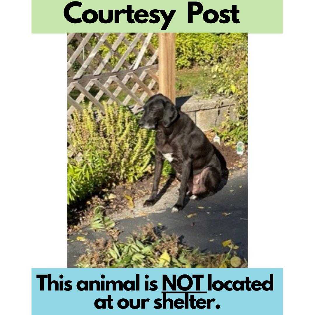 **PLEASE READ FULL DESCRIPTION** May H., Senior Female Labrador Retriever