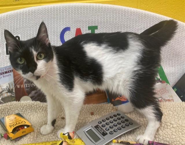 Enlarge EMMA, a Adoptable Domestic Short Hair in Upper Marlboro, MD image 1/1