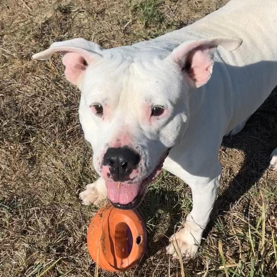 Enlarge Rhino, a Adoptable mixed breed in Gonzales, TX image 2/5