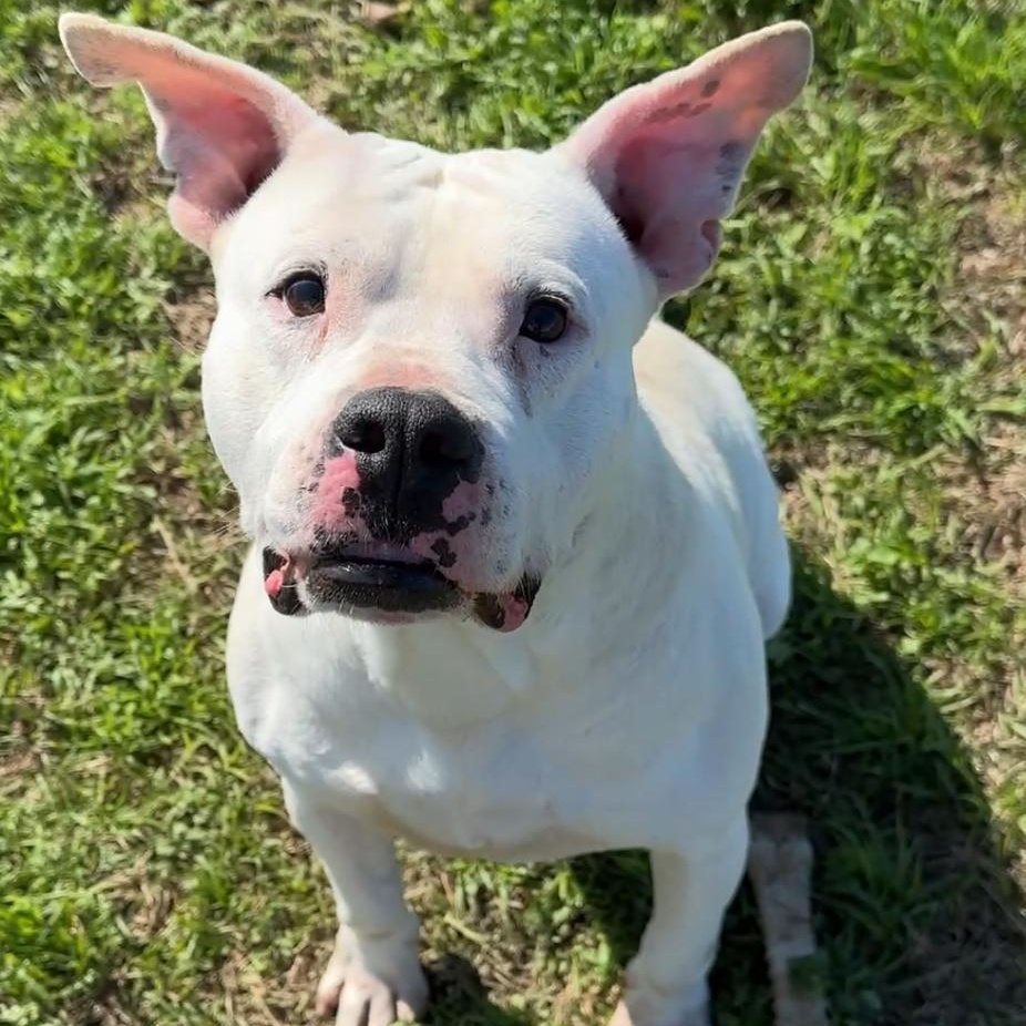 Rhino, Adoptable, Adult Male Dogo Argentino & American Staffordshire Terrier.