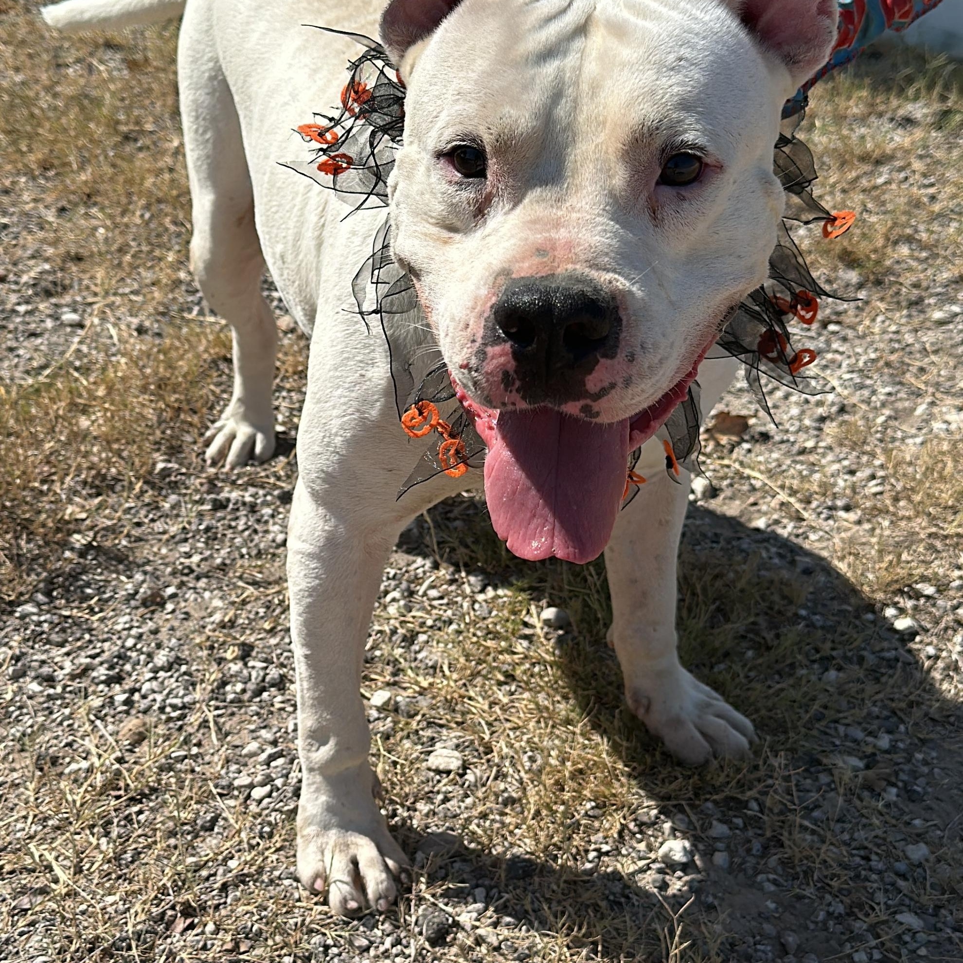 Rhino, Adoptable, Adult Male Dogo Argentino & American Staffordshire Terrier.