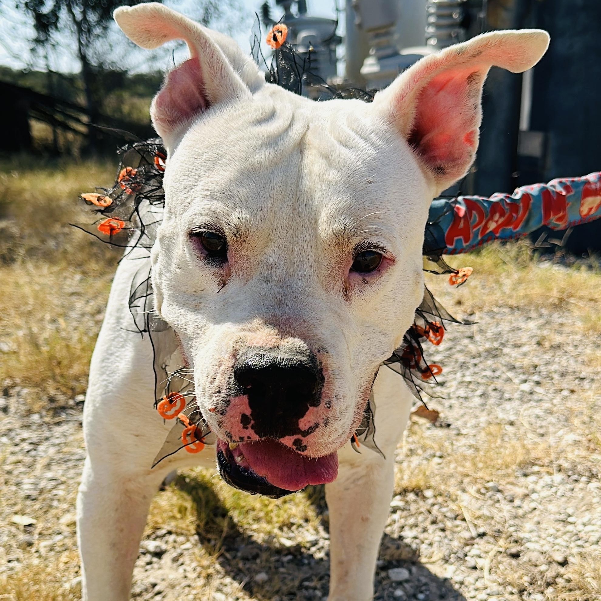Enlarge Rhino, a Adoptable mixed breed in Gonzales, TX image 3/5