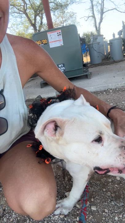 Enlarge Rhino, a Adoptable mixed breed in Gonzales, TX video 5/5