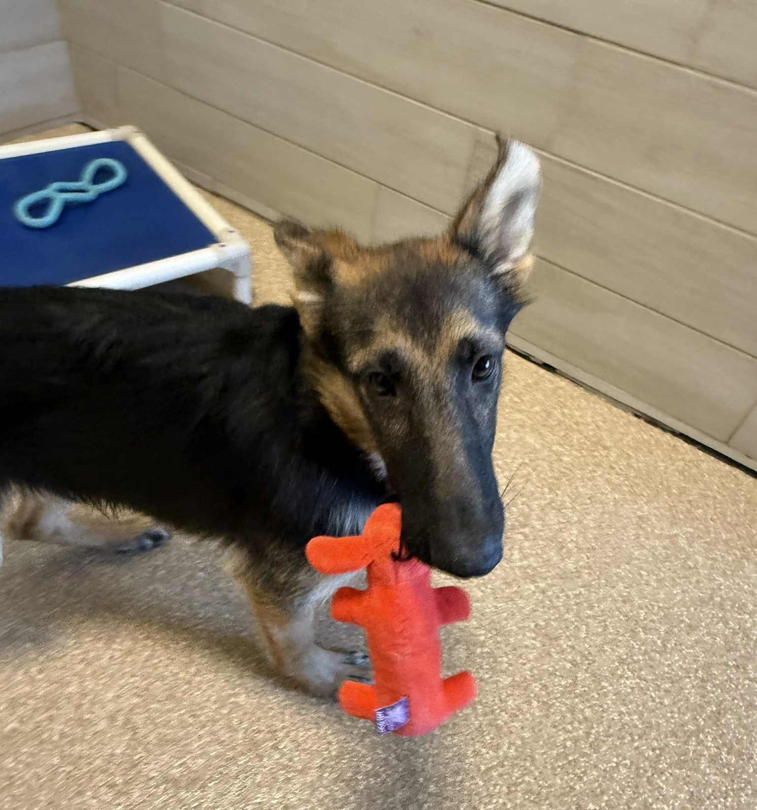 Maddy, adopted, Young Female German Shepherd Dog.