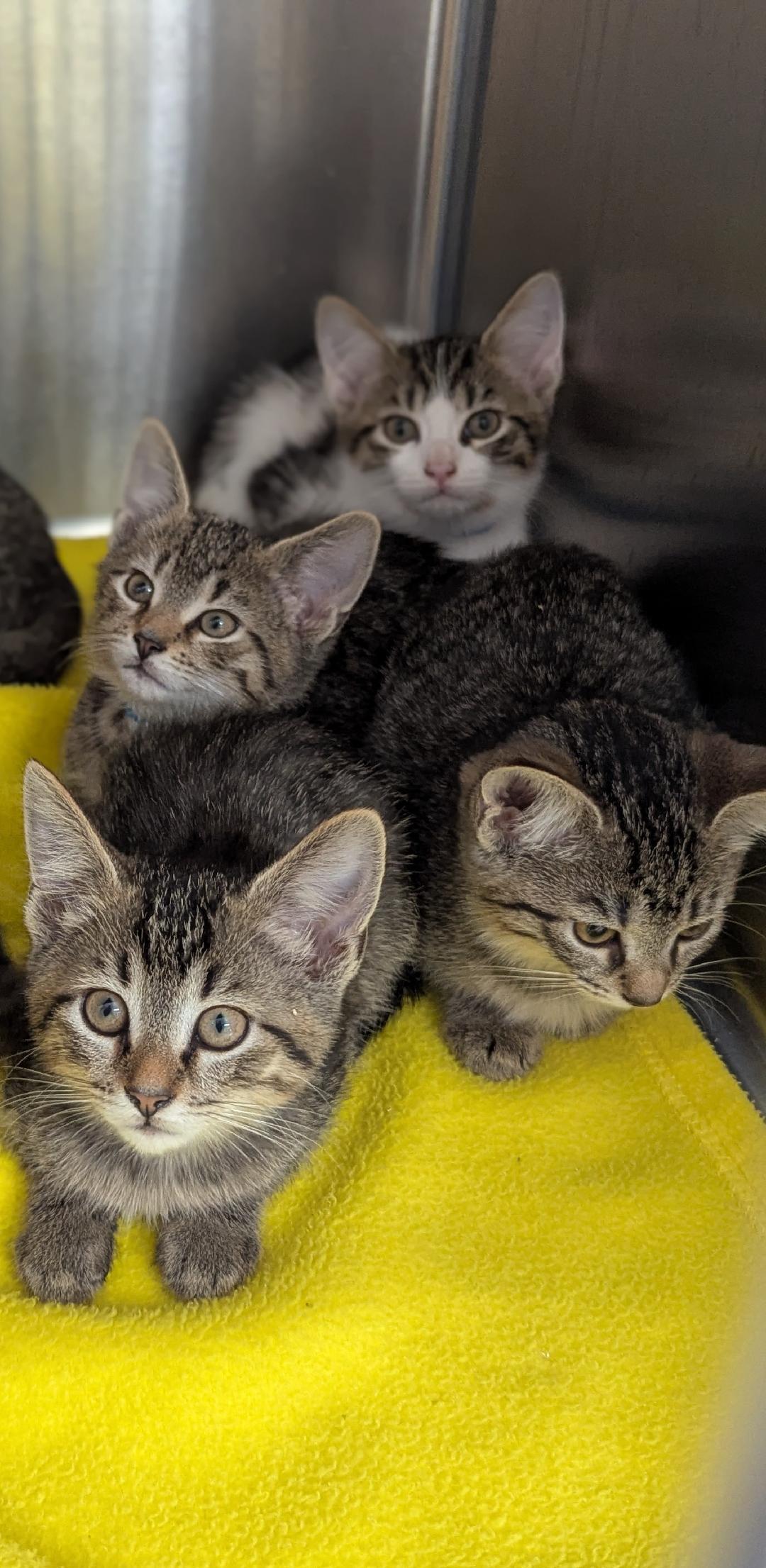 Stevie Nicks, Adoptable, Kitten Female Domestic Short Hair.