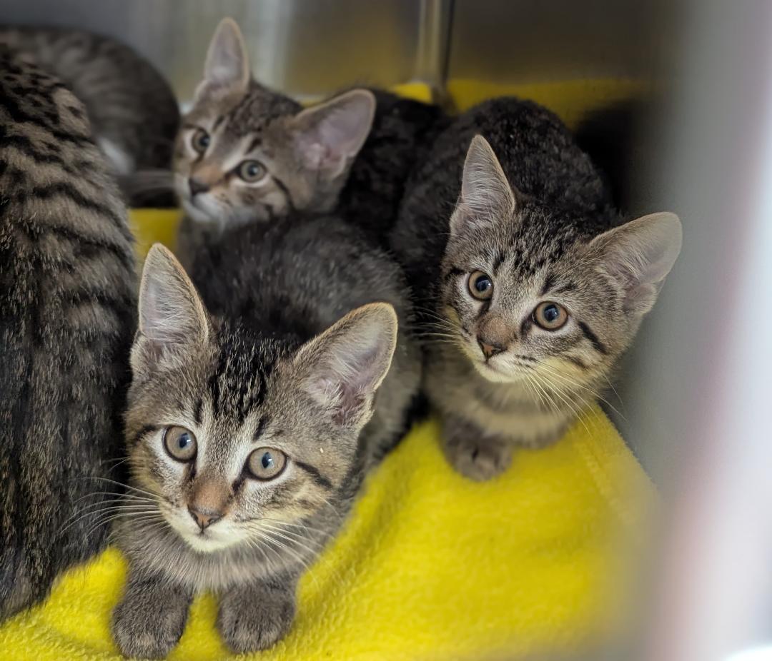 Stevie Nicks, a Adoptable Domestic Short Hair in Mount Vernon, OH image 2/3