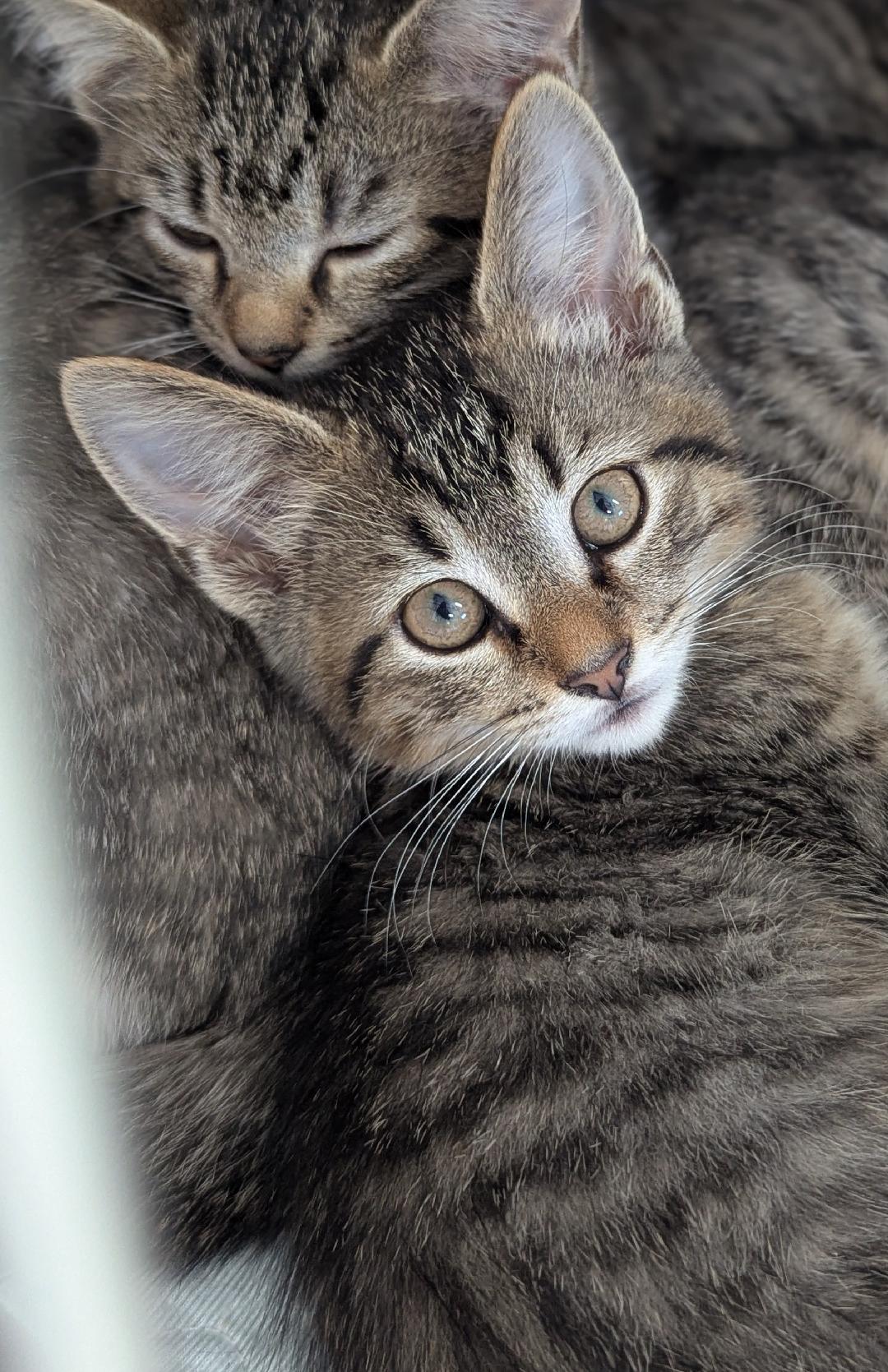 Stevie Nicks, a Adoptable Domestic Short Hair in Mount Vernon, OH image 3/3