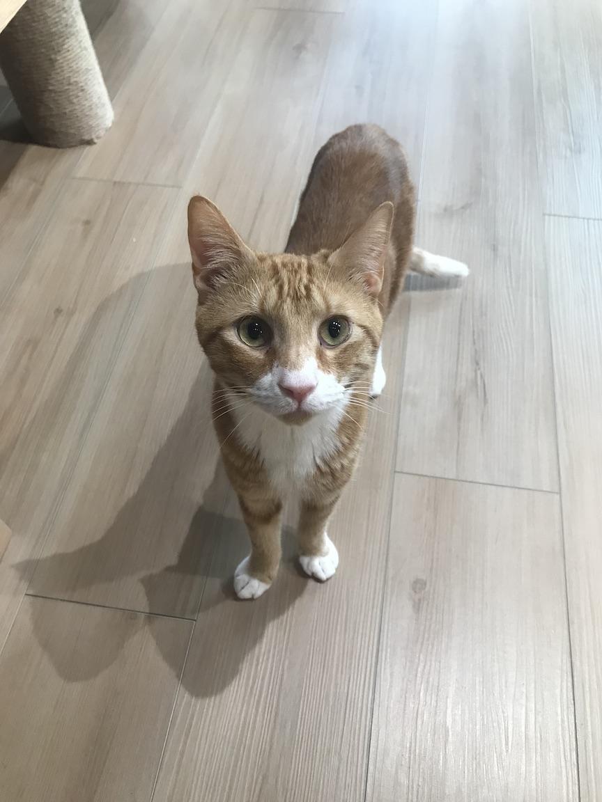 Enlarge Gemini, a Adoptable Domestic Short Hair in New York, NY image 6/6