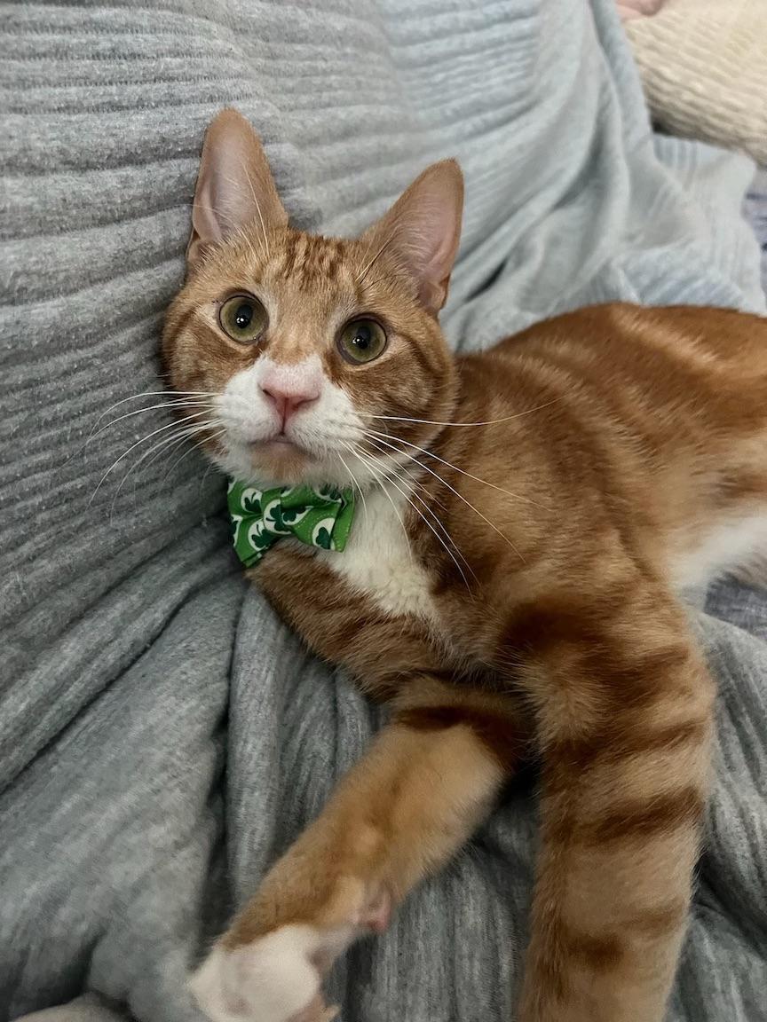 Enlarge Gemini, a Adoptable Domestic Short Hair in New York, NY image 5/6