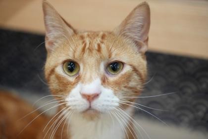 Enlarge Gemini, a Adoptable Domestic Short Hair in New York, NY image 3/6