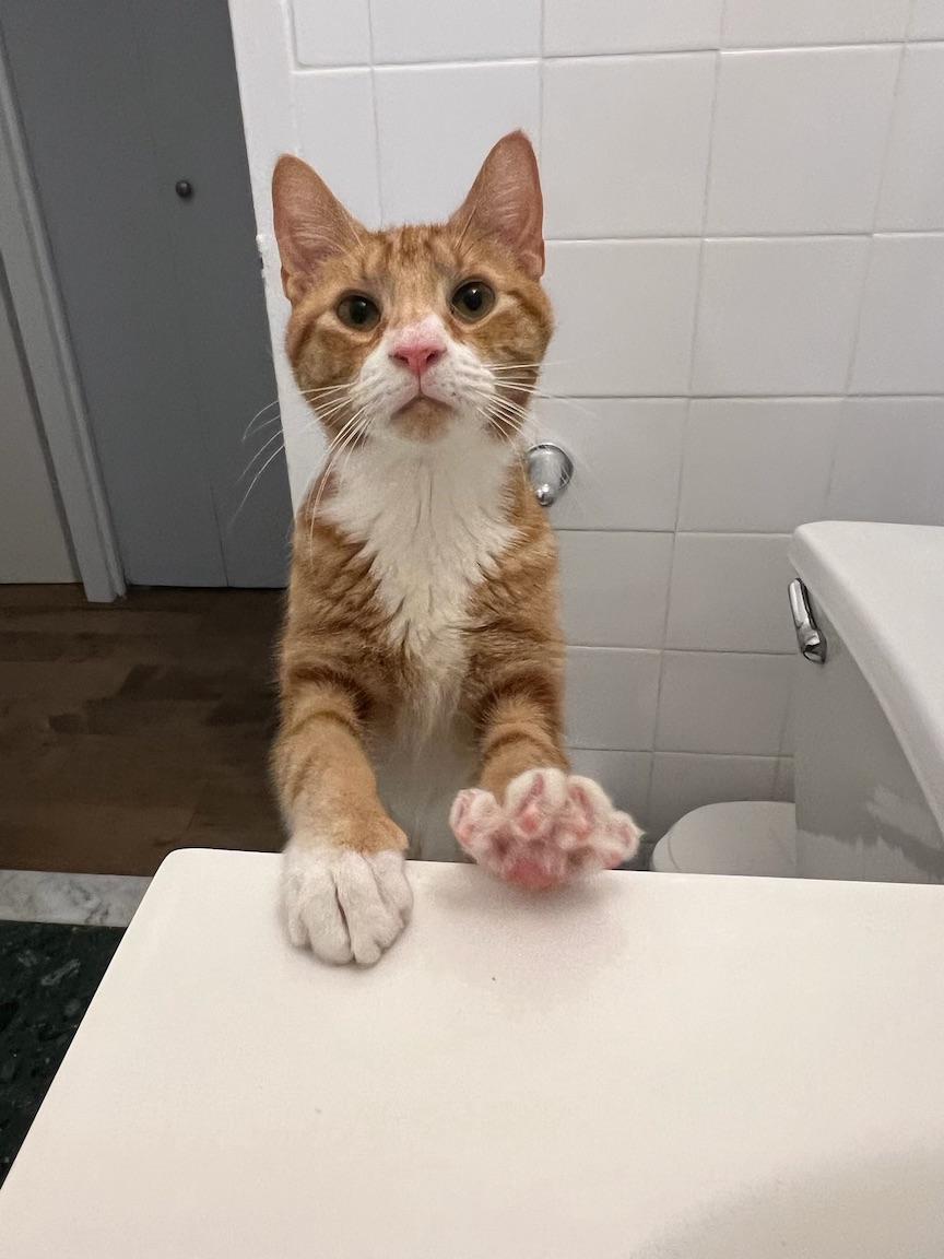 Enlarge Gemini, a Adoptable Domestic Short Hair in New York, NY image 4/6