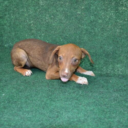 Frittata, Adoptable, Puppy Female Dachshund & Beagle.