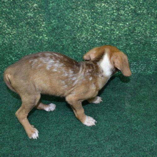 Enlarge Frittata, a Adoptable mixed breed in Jackson, LA image 2/4