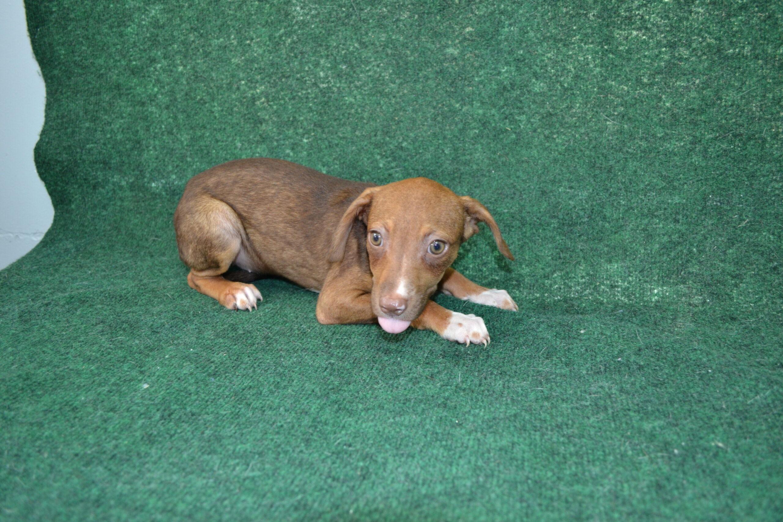Enlarge Frittata, a Adoptable mixed breed in Jackson, LA image 3/4