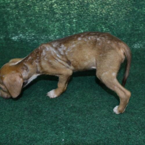 Enlarge Frittata, a Adoptable mixed breed in Jackson, LA image 4/4