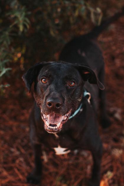 90111A Turbo, Adoptable, Adult Male Labrador Retriever & Mixed Breed.