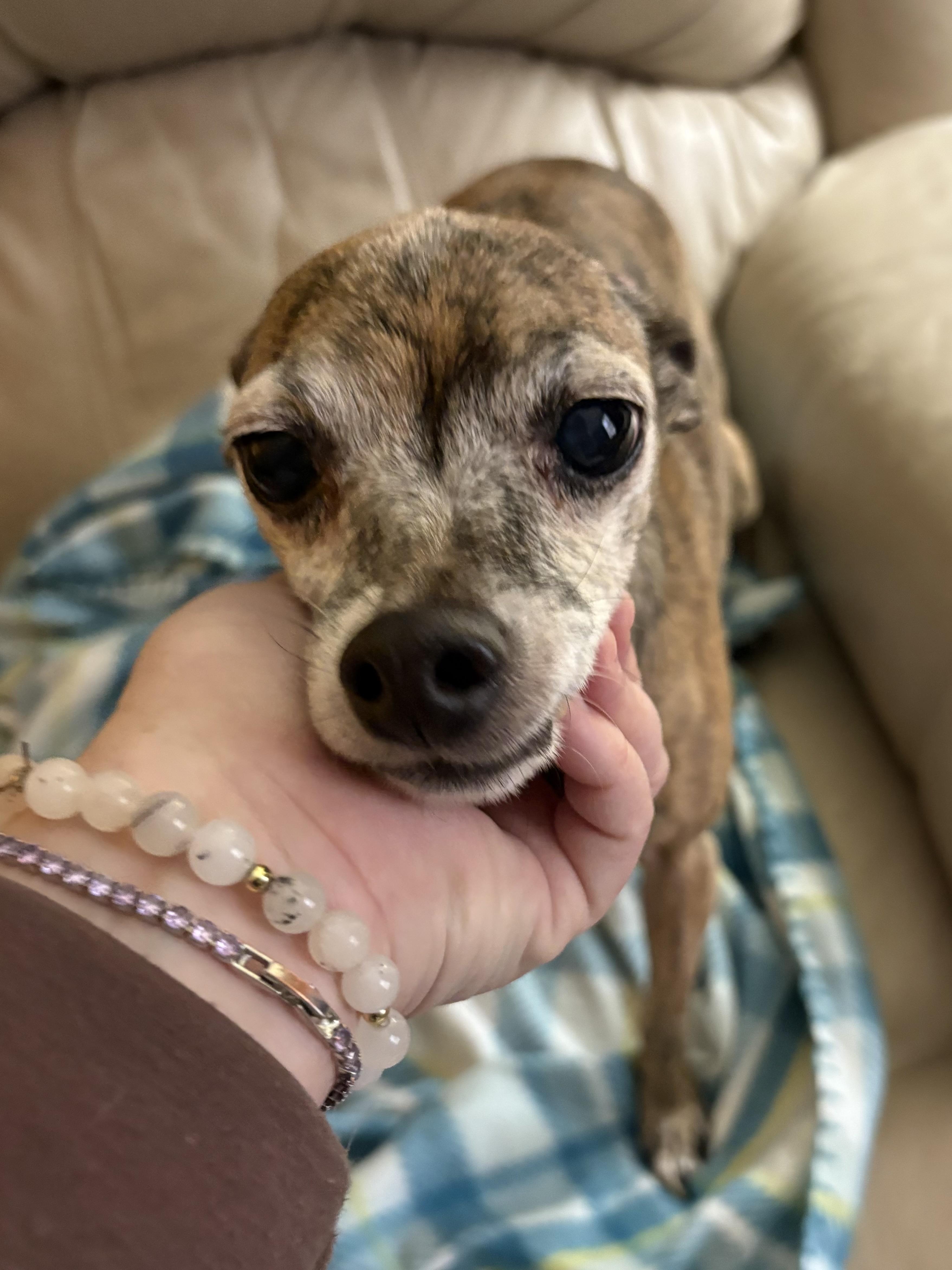 Enlarge Pearl, a ADOPTABLE mixed breed in Ooltewah, TN image 3/6