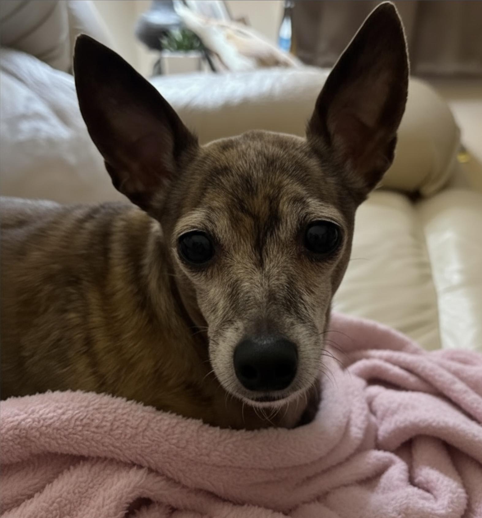 Pearl, ADOPTABLE, Adult Female Miniature Pinscher & Chihuahua.