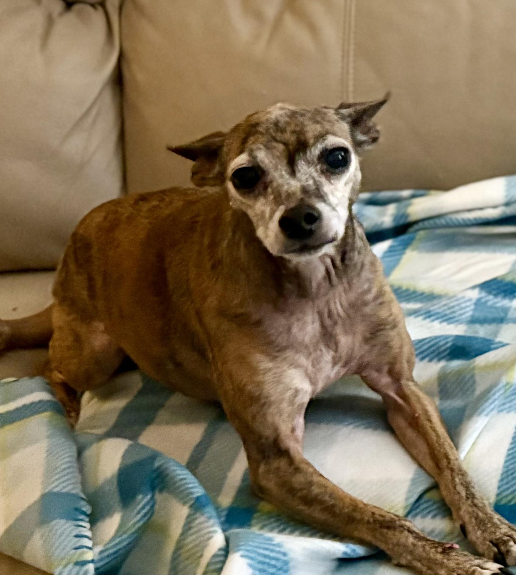 Enlarge Pearl, a ADOPTABLE mixed breed in Ooltewah, TN image 5/6